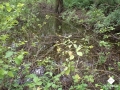 DSC00201