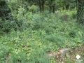 DSC00229