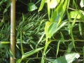 DSC00087