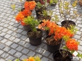 DSCN2859.jpg
