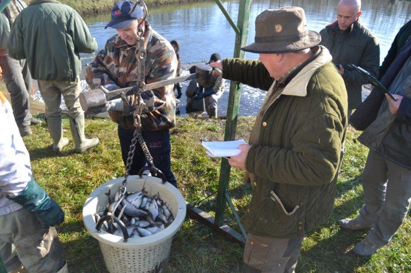 14-15000 db dévérkeszeg érkezett a vasi vizekbe