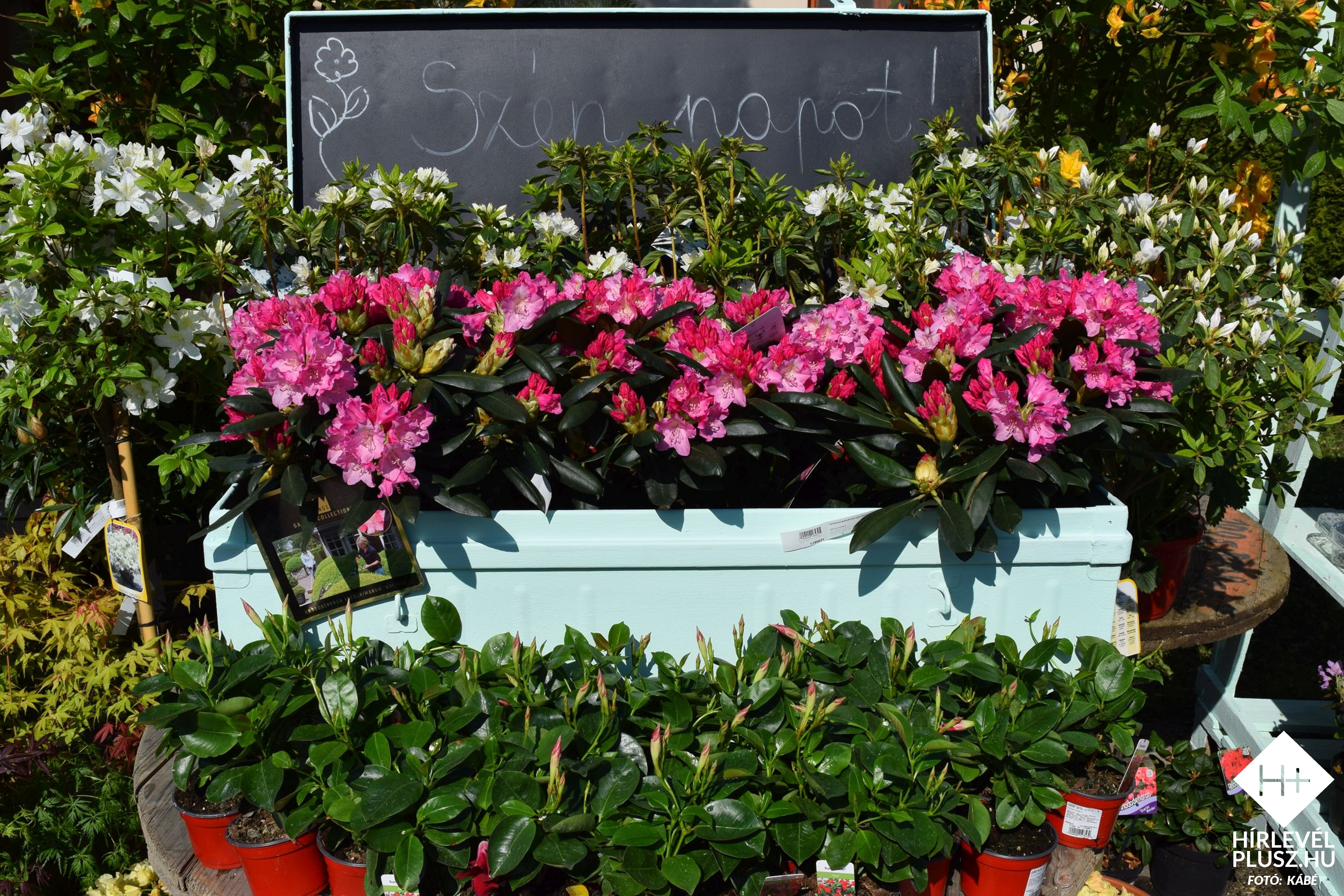Itt vannak az első részletek a 17. Herényi Virágútról!