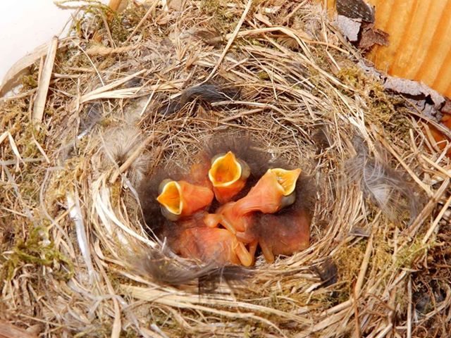 Ledobta a cukiságbombát a Hegypásztor Kör: ha egy képet nézel ma meg, akkor ez legyen az!